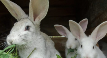 Příprava na narození králíčka